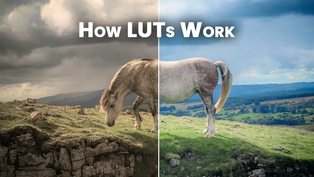 Side-by-side comparison of a horse on a hillside, showing ungraded vs. color-graded image, visually explaining how LUTs remap color values to dramatically change tone and atmosphere in photo or video editing.